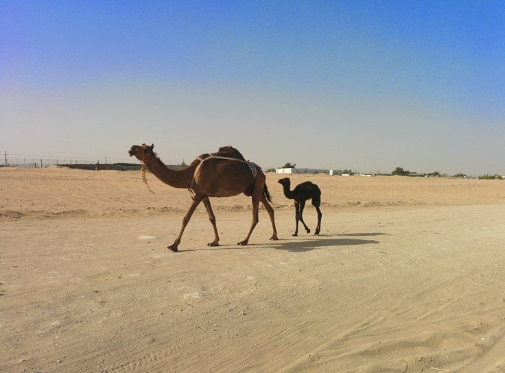 IMG_20150218_092119~2